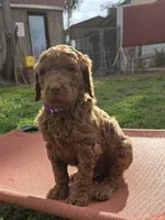 Mojo, a male Poodle - Standard  for sale in Lowell, AR – Photo 8 of 10