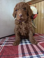 Mojo, a male Poodle - Standard  for sale in Lowell, AR – Photo 5 of 10