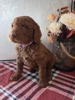 Mojo, a male Poodle - Standard  for sale in Lowell, AR – Photo 3 of 10