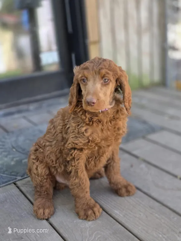 Mojo – Poodle - Standard  puppy for sale in Lowell, AR