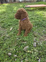 Mojo, a male Poodle - Standard  for sale in Lowell, AR – Photo 1 of 10