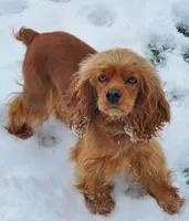Dolly, a female Cockapoo for sale in Lowell, AR – 7 of 8
