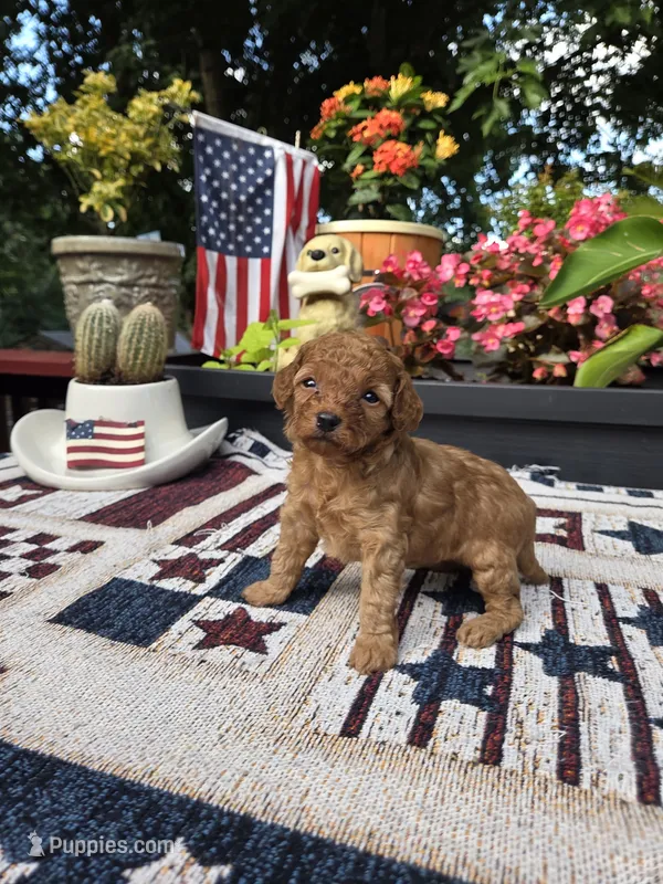 Honey – Poodle - Miniature  puppy for sale in Lowell, AR