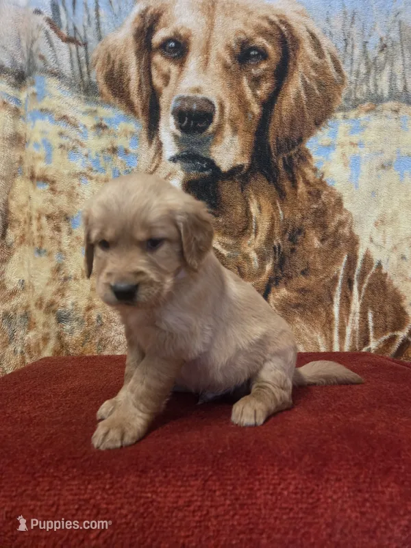 Skip – Golden Retriever puppy for sale in Lowell, AR