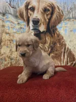 Skip, a male Golden Retriever for sale in Lowell, AR – 1 of 5