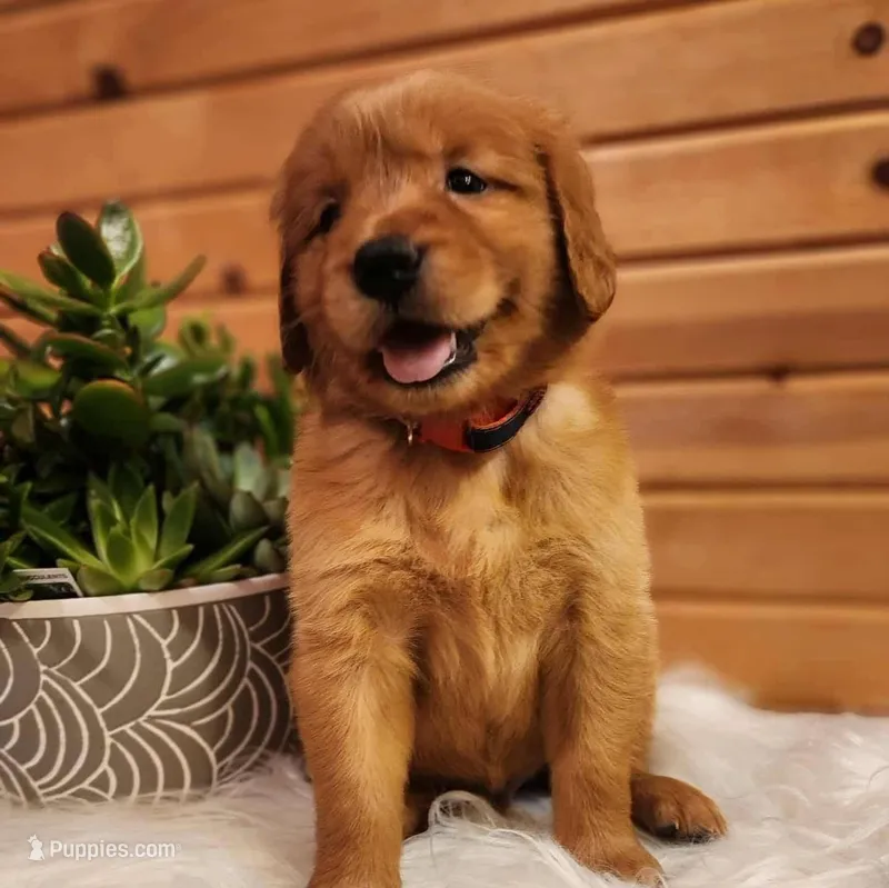 Mojo – Golden Retriever puppy for sale in Lowell, AR