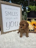 Honey, a female Poodle - Miniature  for sale in Lowell, AR – 4 of 10