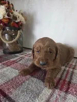 Skip , a male Goldendoodle for sale in Lowell, AR – Photo 5 of 6