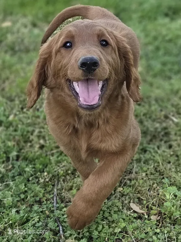 Skip  – Goldendoodle puppy for sale in Lowell, AR
