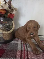 Skip , a male Goldendoodle for sale in Lowell, AR – Photo 1 of 6