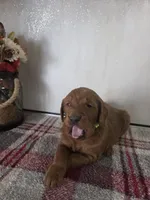 Skip , a male Goldendoodle for sale in Lowell, AR – Photo 3 of 6