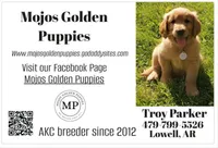 Honey, a female Golden Retriever for sale in Lowell, AR – 2 of 2