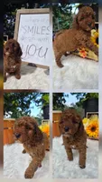 Rocco, a male Poodle - Miniature  for sale in Lowell, AR – 1 of 10