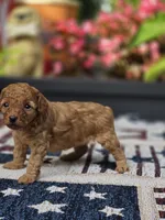 Honey, a female Poodle - Miniature  for sale in Lowell, AR – 4 of 8