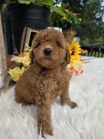 Honey, a female Poodle - Miniature  for sale in Lowell, AR – 10 of 10
