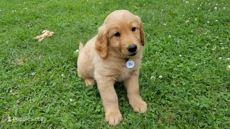 Mojo – Golden Retriever puppy for sale in Lowell, AR