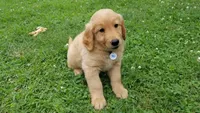 Mojo, a male Golden Retriever for sale in Lowell, AR – 1 of 3