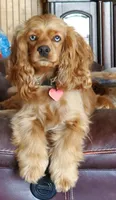 Skippy, a male Cockapoo and Poodle - Miniature  for sale in Lowell, AR – 8 of 8