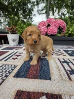 Skippy, a male Cockapoo and Poodle - Miniature  for sale in Lowell, AR – 5 of 8