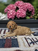 Skippy, a male Cockapoo and Poodle - Miniature  for sale in Lowell, AR – 3 of 8