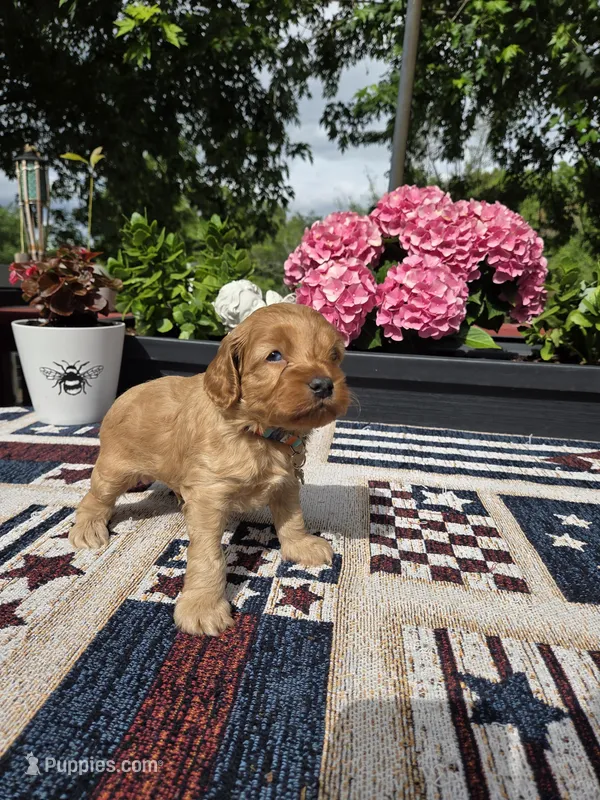 Skippy – Cockapoo, Poodle - Miniature  puppy for sale in Lowell, AR