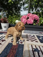 Skippy, a male Cockapoo and Poodle - Miniature  for sale in Lowell, AR – 1 of 8