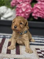Skippy, a male Cockapoo and Poodle - Miniature  for sale in Lowell, AR – 6 of 8