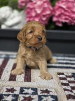 Skippy, a male Cockapoo and Poodle - Miniature  for sale in Lowell, AR – 2 of 8