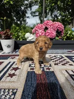 Skippy, a male Cockapoo and Poodle - Miniature  for sale in Lowell, AR – 4 of 8