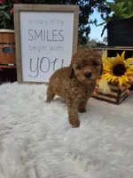 Honey, a female Poodle - Miniature  for sale in Lowell, AR – 9 of 10