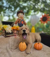 Teddy, a male Golden Retriever for sale in Lowell, AR – 7 of 10