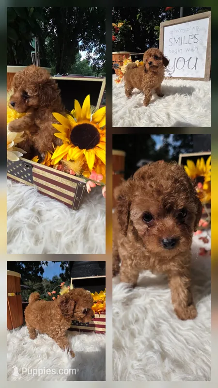 Cookie – Poodle - Miniature  puppy for sale in Lowell, AR