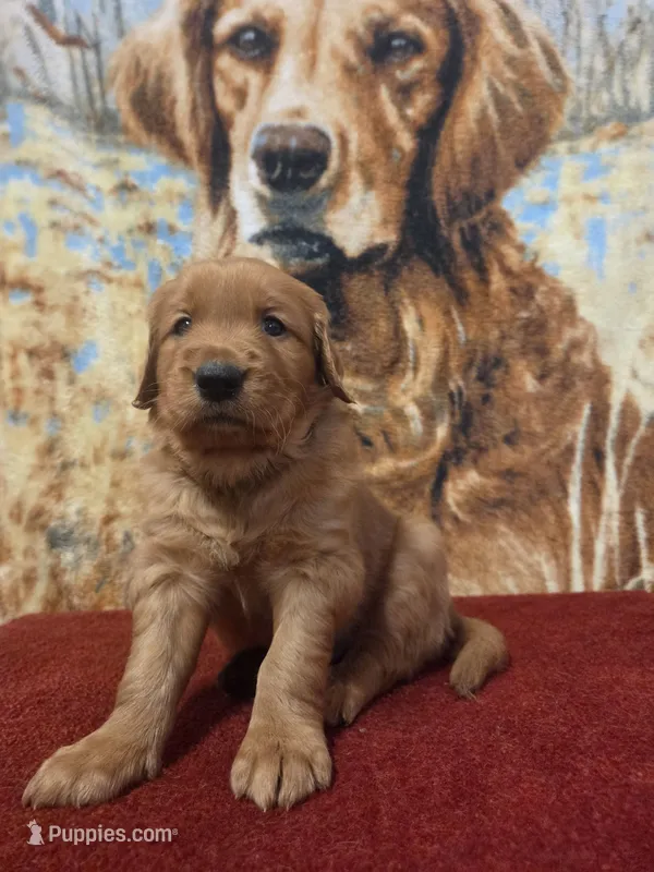 Mojo – Golden Retriever puppy for sale in Lowell, AR