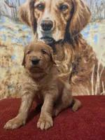 Mojo, a male Golden Retriever for sale in Lowell, AR – 1 of 8