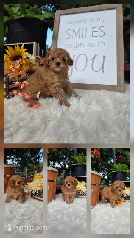 Buddy – Poodle - Miniature  puppy for sale in Lowell, AR