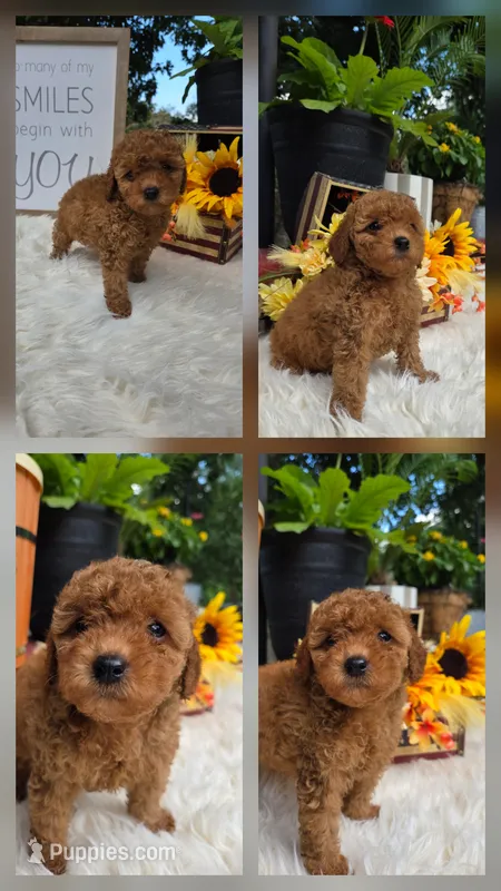 Honey – Poodle - Miniature  puppy for sale in Lowell, AR