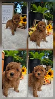 Honey, a female Poodle - Miniature  for sale in Lowell, AR – 1 of 10
