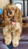 Dolly, a female Cockapoo for sale in Lowell, AR – 6 of 8