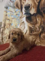 Sugar, a female Golden Retriever for sale in Lowell, AR – 2 of 6