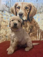 Skip, a male Golden Retriever for sale in Lowell, AR – 3 of 5