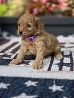 Cookie, a female Poodle - Miniature  for sale in Lowell, AR – 4 of 6