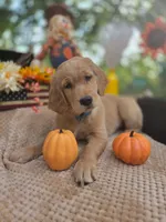 Teddy, a male Golden Retriever for sale in Lowell, AR – 8 of 10
