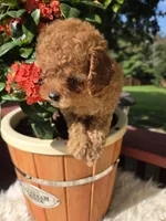 Buddy, a male Poodle - Miniature  for sale in Lowell, AR – 2 of 9