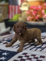 Rocco, a male Poodle - Miniature  for sale in Lowell, AR – 3 of 6