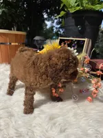 Rocco, a male Poodle - Miniature  for sale in Lowell, AR – 5 of 10