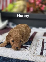 Honey, a female Poodle - Miniature  for sale in Lowell, AR – 2 of 8