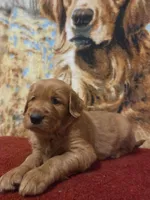 Mojo, a male Golden Retriever for sale in Lowell, AR – 2 of 8