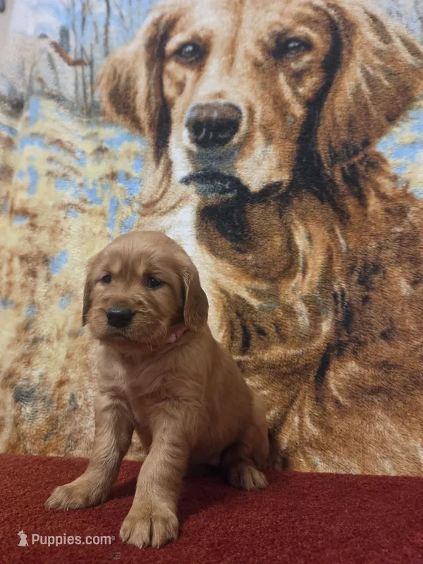 Sugar – Golden Retriever puppy for sale in Lowell, AR