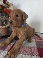 Teddy Blue, a male Goldendoodle for sale in Lowell, AR – Photo 1 of 8