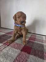 Teddy Blue, a male Goldendoodle for sale in Lowell, AR – Photo 2 of 8